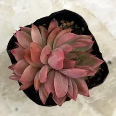 多肉植物 ピンクルルビー 抜き苗 - メルカリ