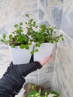 niconico様 リクエスト 2点 まとめ商品