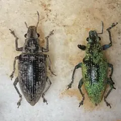 2026年最新】ゾウムシの人気アイテム - メルカリ