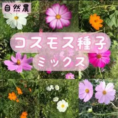 【花畑に】コスモスの種ミックス　2g 花壇　プランター　花束　こぼれ種でも開花◎のサムネイル