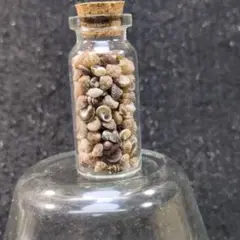 貝殻No838