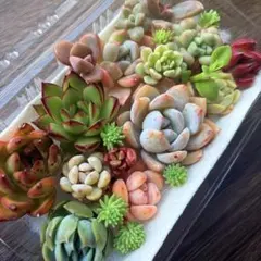 多肉植物 カット苗詰め合わせ 寄せ植えセット 《No.153》エケベリア