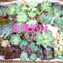a24多肉植物エケベリア❗訳あり苗＆在庫処分セット❗
