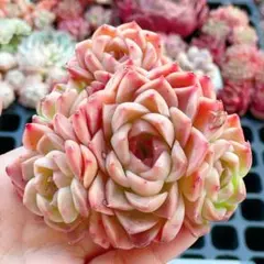 zenglunmei123様 リクエスト 4点 まとめ商品