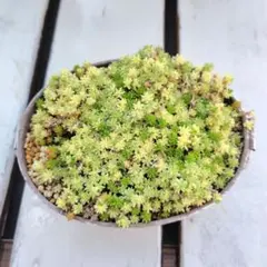 細葉黄金万年草 抜き苗 黄金細葉万年草 抜き苗 - メルカリ