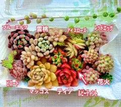多肉植物　寄せ植えセット　カット苗　F