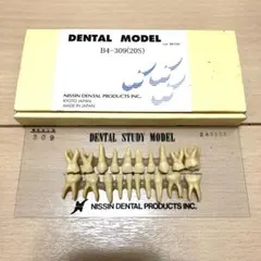 美品】NISSIN DENTAL STUDY MODEL 305 歯牙模型 - メルカリ