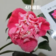 meet様 リクエスト 2点 まとめ商品