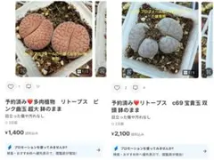 専用❤️同梱-50円多肉植物　リトープス　ピンク曲玉 超大 鉢のまま