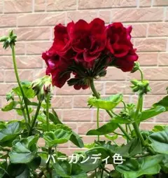 ゼラニウム苗 アイビーゼラニウム トムキャット - メルカリ