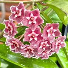 セール レア ホヤ Hoya pseudo littoralis サクララン - メルカリ