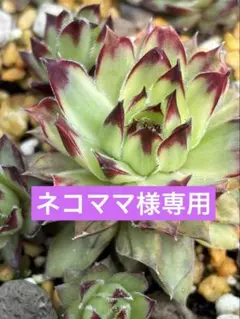 ネコママ様専用♡センペルビウム 7品種追加分