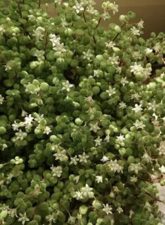 エース様 リクエスト 2点 まとめ商品