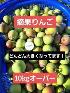 摘果りんご 10kg 加工用のサムネイル
