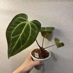 2026年最新】その他観葉植物の人気アイテム - メルカリ
