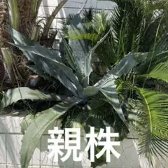 2025年最新】プロトアメリカーナの人気アイテム - メルカリ