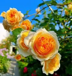 薔薇　バラ苗　イングリッシュローズ　つるバラ　つぼみありのサムネイル