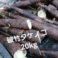 千葉県産 真竹 タケノコ、6キロ、15本、写真3枚目現物 - メルカリ