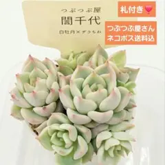 2026年最新】つぶつぶ 誾千代の人気アイテム - メルカリ