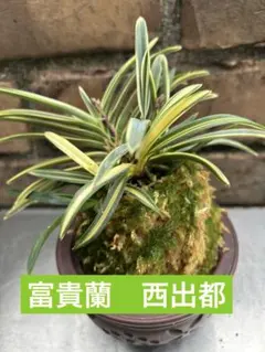 入手困難 白散斑縞 斑入り オサラン 山野草 ガーデニング セッコク