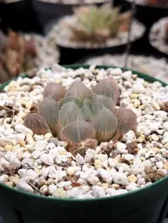 みゆ様 リクエスト 2点 まとめ商品