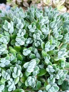 多肉植物　セダム　レモータ　10カット