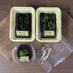 【サービス付限定セット③】胞子体、前葉体3種セット/ビカクシダのサムネイル