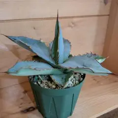 オテロイ実生35株セット 2025年最新】オテロイ実生の人気アイテム - メルカリ