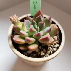 saranhanun-siwon106様 リクエスト 5点 まとめ商品