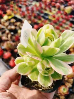 2026年最新】観葉植物 アエオニウムの人気アイテム - メルカリ
