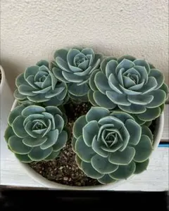 七福神　10ポットセット 子株もついてお買い得セット 七福神 10ポットセット 子株もついてお買い得セット - メルカリ