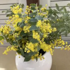 ミモザ　パールアカシア　銀葉 真珠葉　生花