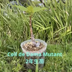 2年生苗】Coll de Dama Mutant いちじく 苗木 穂木CDDM - メルカリ