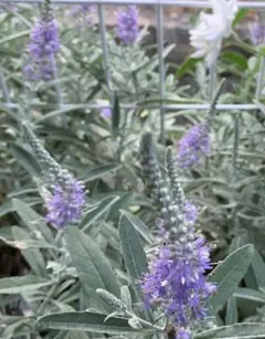 ひじき様 リクエスト 2点 まとめ商品