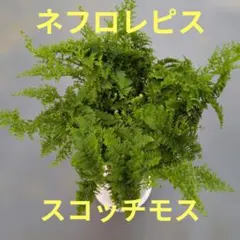 ネフロレピス　スコッチモス 1