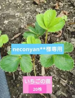 2025年最新】とちおとめ 苗の人気アイテム - メルカリ