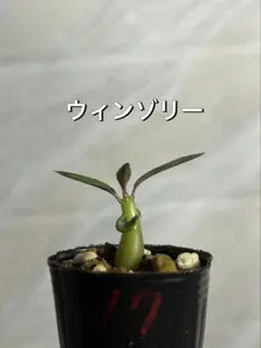 パキポディウム ウィンゾリー 国内実生 塊根植物 鉢ごと 速達込み 18