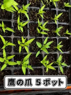 ★タカの爪の苗　5ポット★のサムネイル