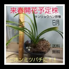 2025年最新】キンリョウヘン 日月の人気アイテム - メルカリ