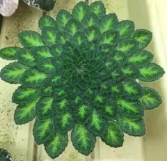 2025年最新】セントポーリア 原種の人気アイテム - メルカリ