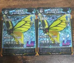 ゴクラクトリバネアゲハ