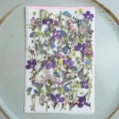 押し花ソリタコと小花セット