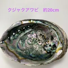 NO.58-91 クジャクアワビ(貝殻) 磨き　約20cm