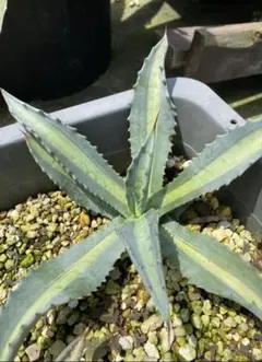まる様専用