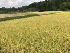 令和7年産農家直送 岩手県産ひとめぼれ 玄米30キロのサムネイル