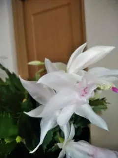 Polo様 リクエスト 2点 まとめ商品