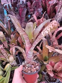 その他観葉植物 Cephalotus follicularis SOHG 02 BCP Cephalotus follicularis SOHG 02 BCP - メルカリ
