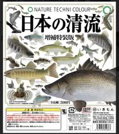 日本の清流　カジカ