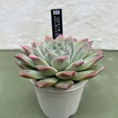 2025年最新】堀川コロラータの人気アイテム - メルカリ