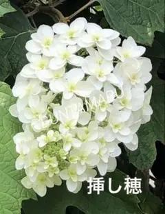 カシワバアジサイ 挿し穂5本 - メルカリ